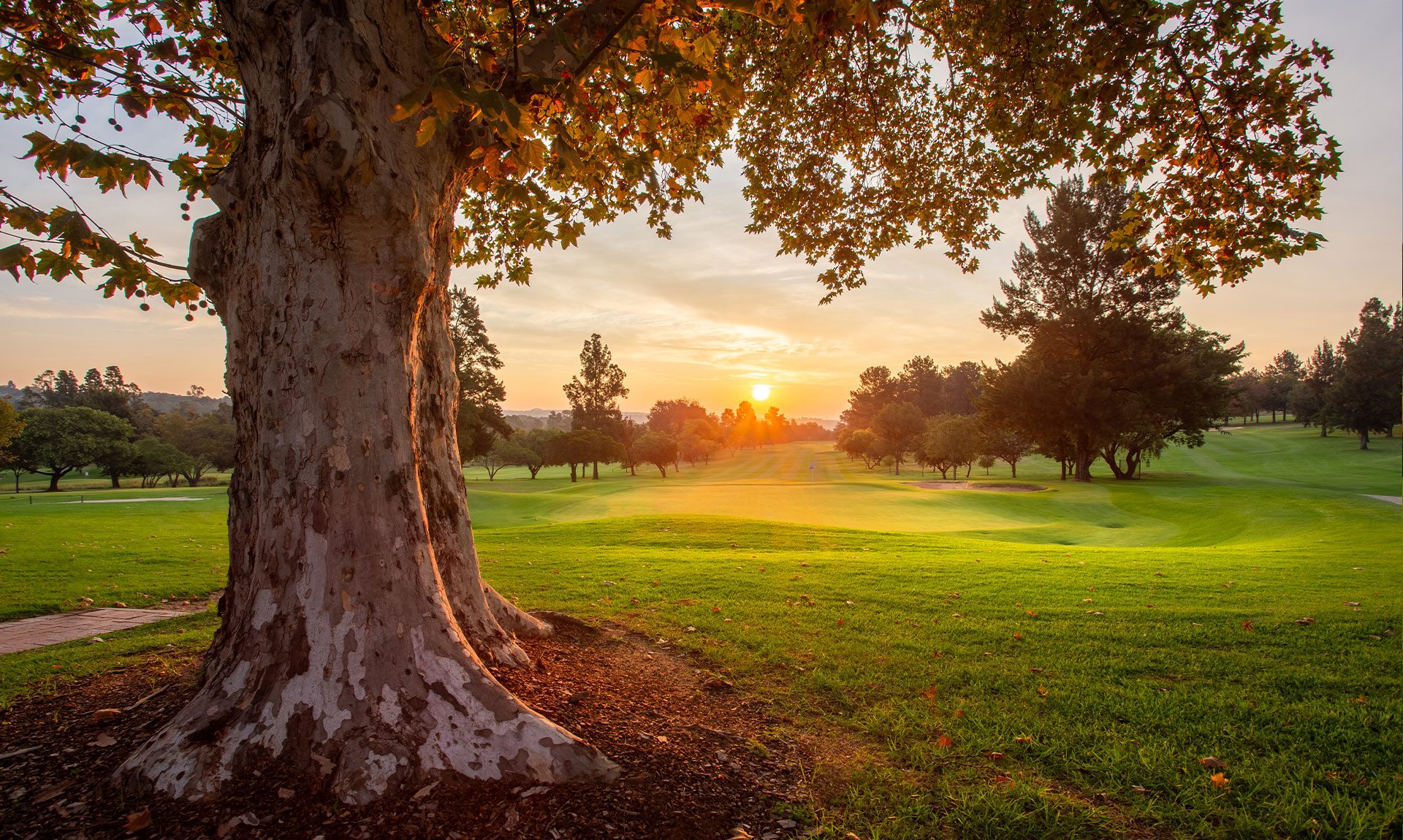 Sunset over a Johannesburg parkland golf course through autumn trees